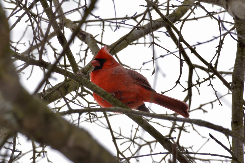 A photo of a cardinal sitting in a tree