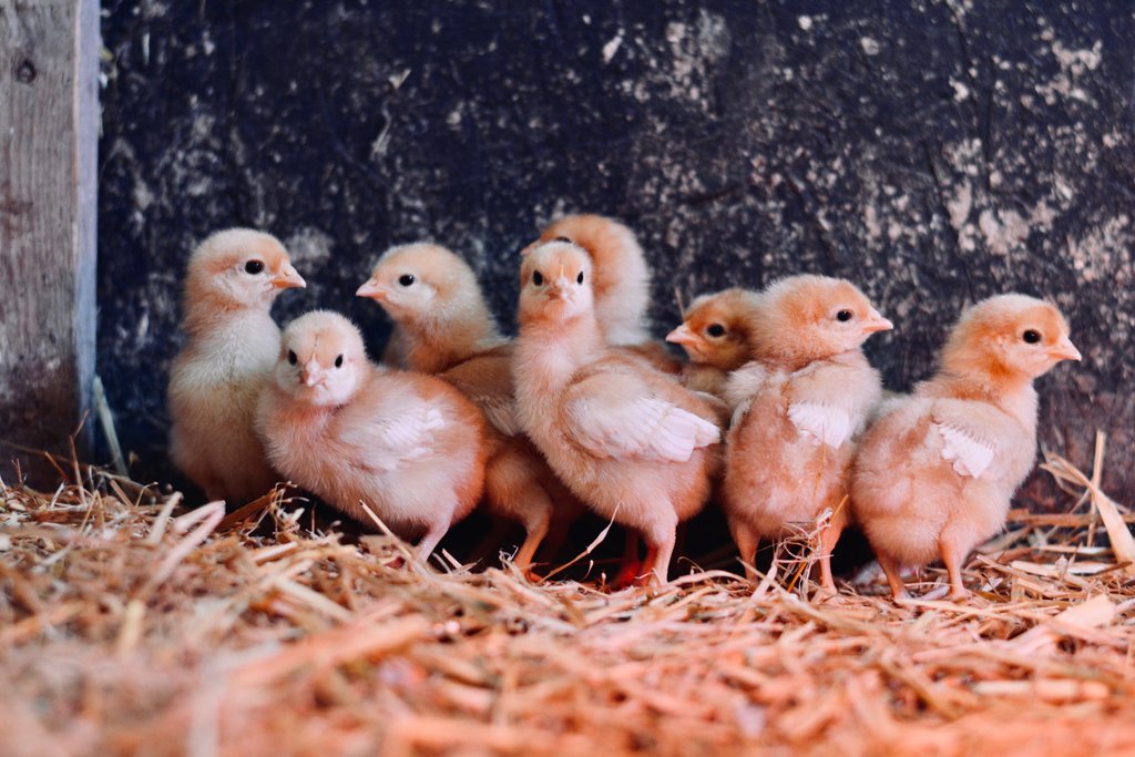 A photo of eight puffy chicks standing in straw