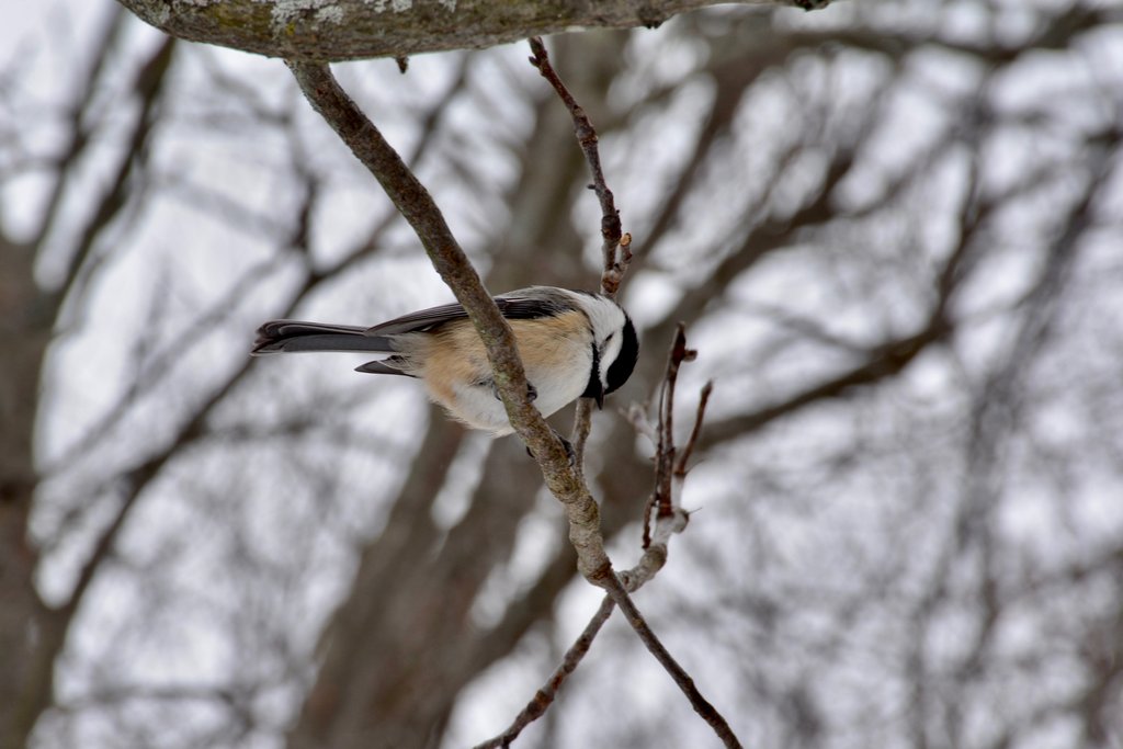 A photo of a chikadee sitting on a branch