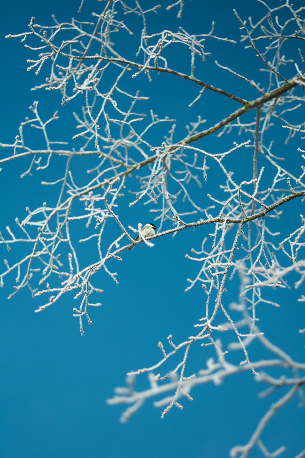 A photo of snow covered tree branches backed by a blue sky