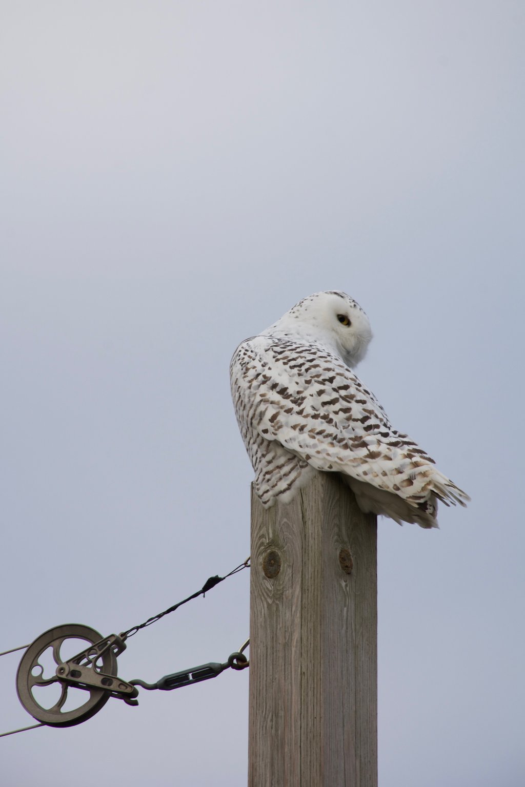 A photo of a snowy owl sitting on top a clothesline post